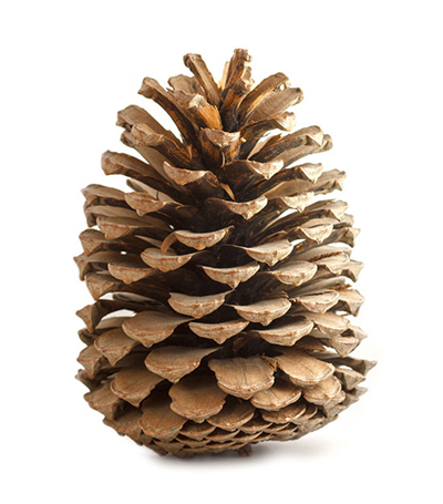 Pine cone